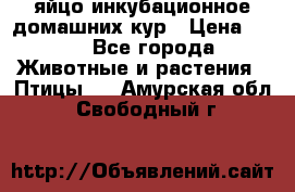 яйцо инкубационное домашних кур › Цена ­ 25 - Все города Животные и растения » Птицы   . Амурская обл.,Свободный г.